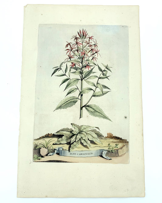 Campanula Pyramidalis Minor, Abraham Munting, 1696