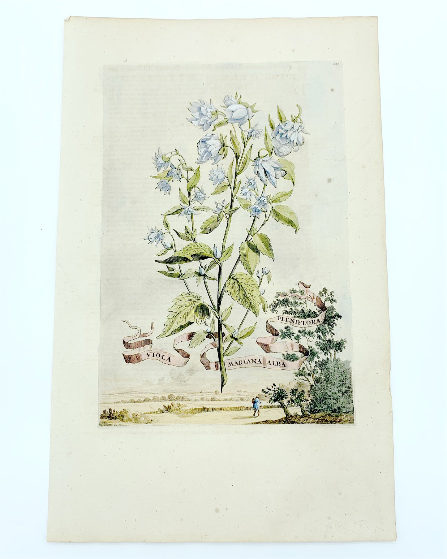 Botanical Etching Engraving, Abraham Munting, 1696