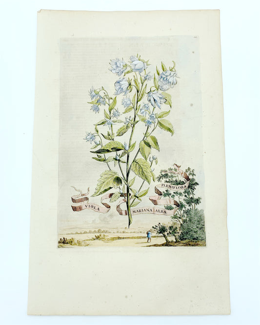 Botanical Etching Engraving, Abraham Munting, 1696