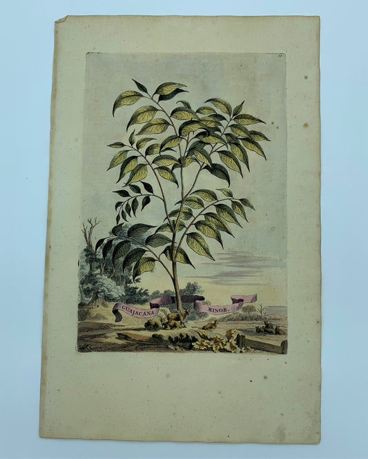 Viola Mariana Alba Pleniflora, Abraham Munting, 1696
