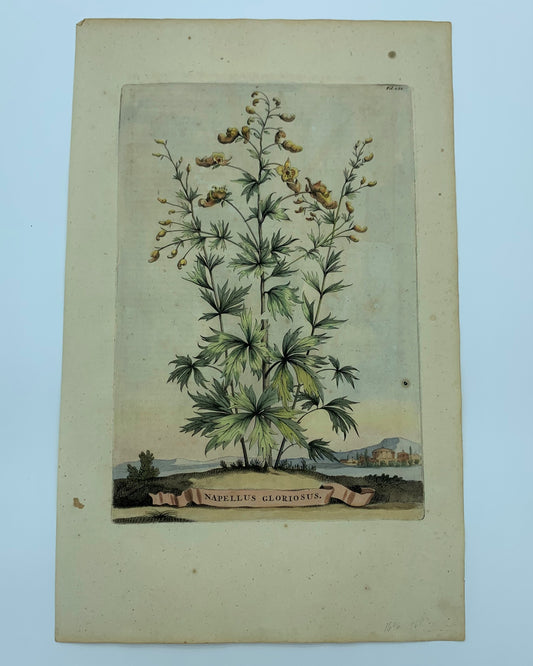 Sanamunda, Abraham Munting, 1696