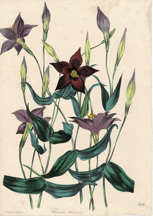 Purple Hand-Colored Botanical, Chironia Trinervis, By S. Holden, 1836