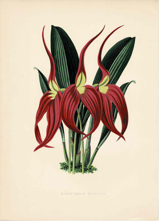 Pink Hand-Colored Botanical, Masdevallia Harryana, c. mid 1800s