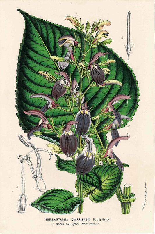 Purple Hand-Colored Botanical,  Brillantaisia Owariensis, By Horto Van Houtteano, c. mid-1800s