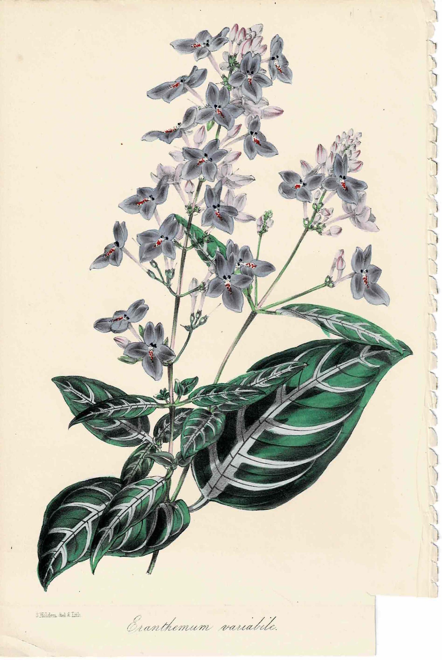 Purple Hand Colored Botanical, Eranthemum Variabile, By S. Holden c. mid 1800s