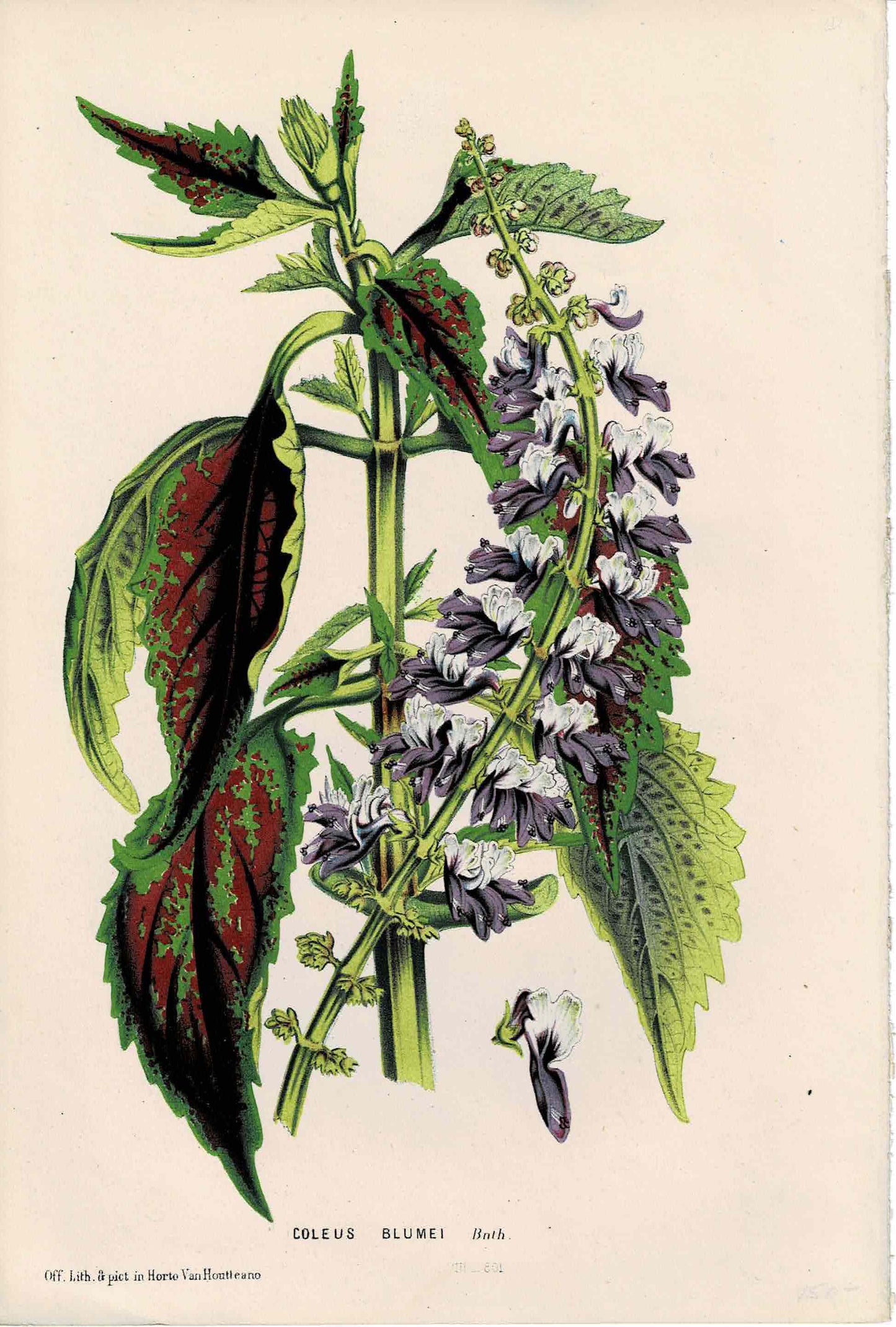 Purple and White Botanical, Coleus Blumei, By Horto Van Houtteano,  c. mid-1800s