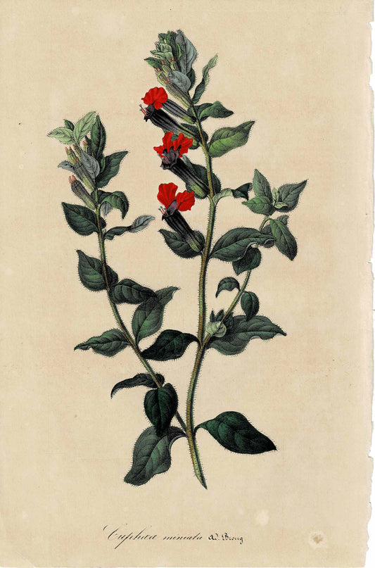 Red and Purple Botanical, Cupheia Miniata, c. mid-1800s