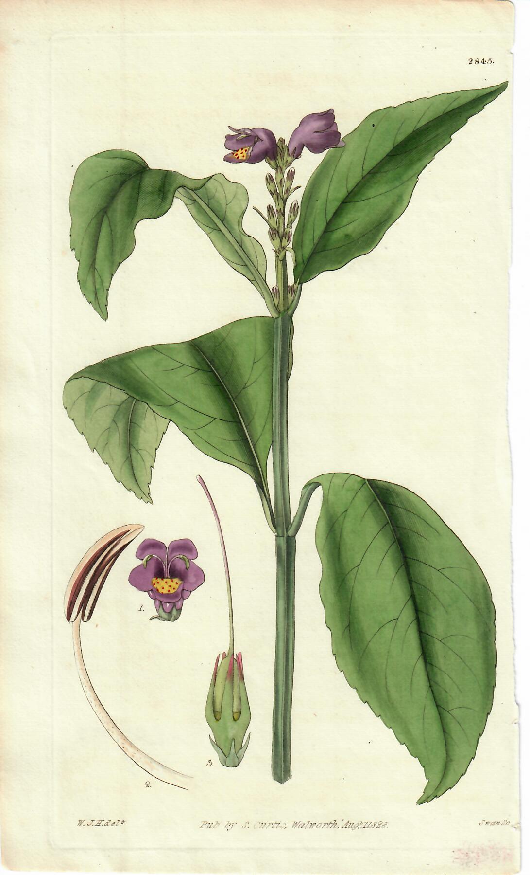 Purple Hand-Colored Botanical, W.J.H. 1828