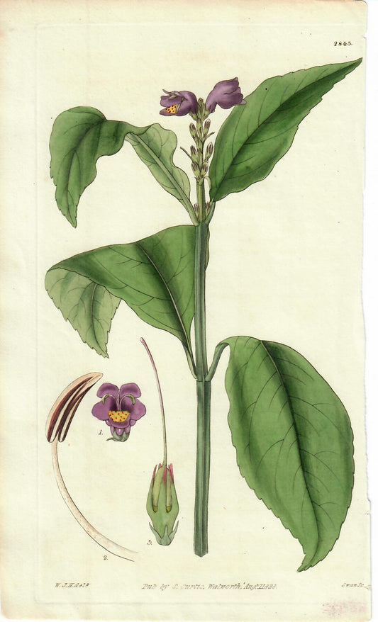 Purple Hand-Colored Botanical, W.J.H. 1828