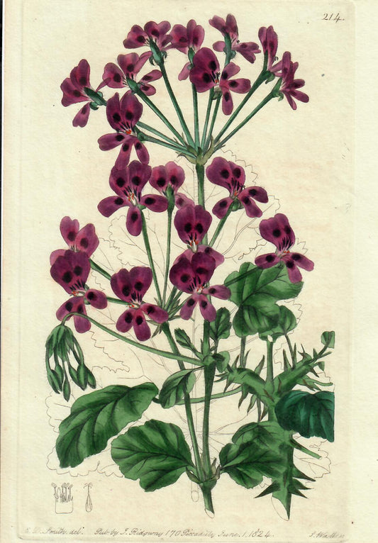 Purple Hand-Colored Botanical, E.D. Smith, 1824