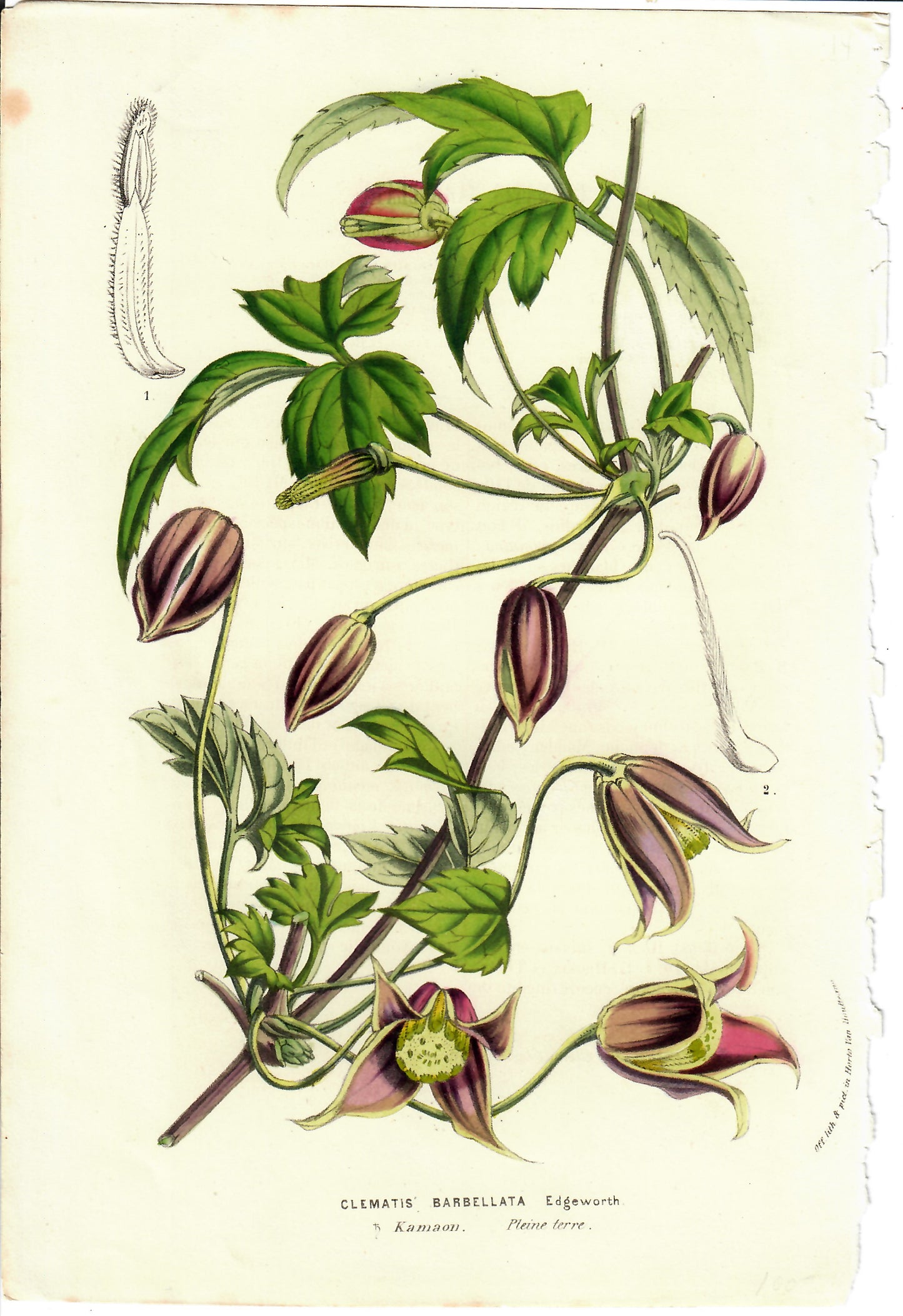 Purple and Pink Botanical, Clematis Barbellata, Horto Van Houtteano, c. mid-1800s