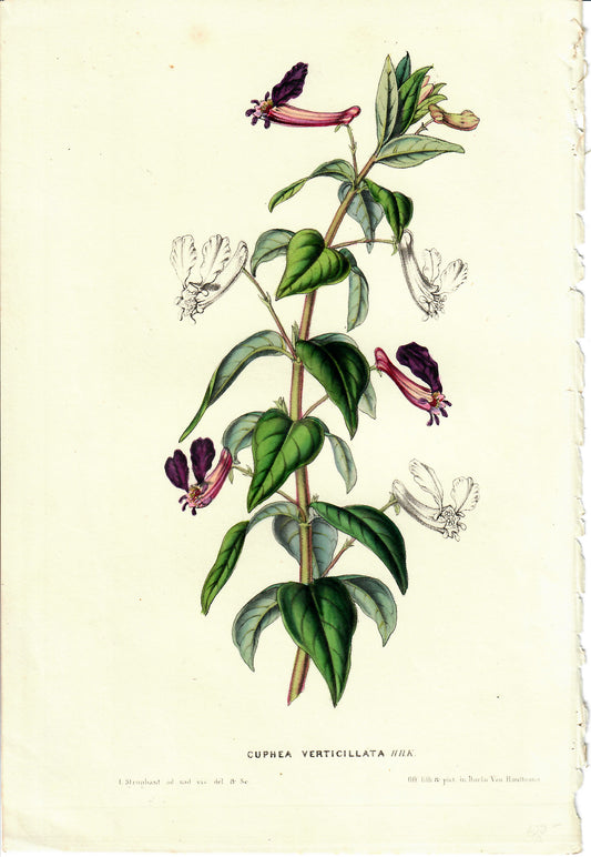 Purple Hand-Colored Botanical, Cuphea Verticillata, Horto Van Houtteano, c. mid 1800s