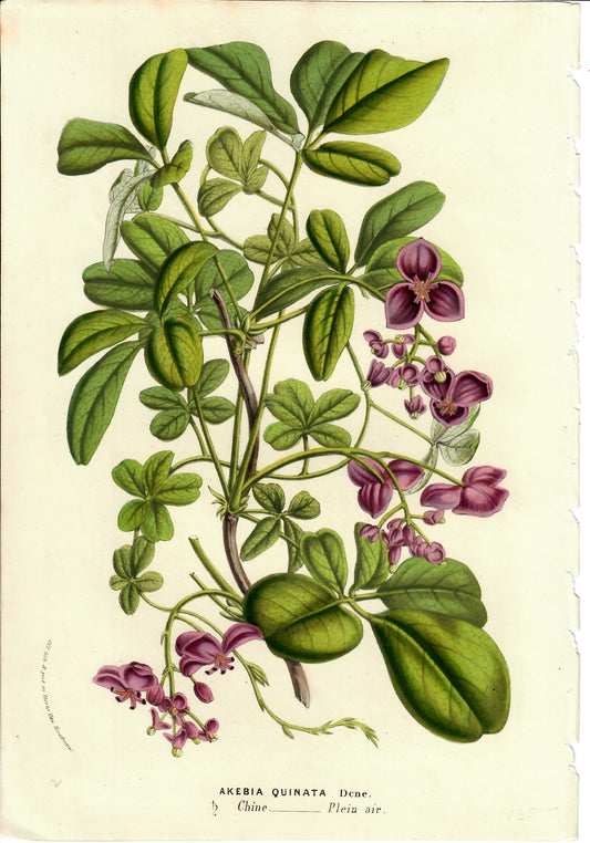 Purple Hand-Colored Botanical, Akebia Quinata, Horto Van Houtteano, c. mid 1800s