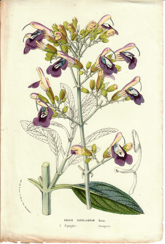 Purple and Yellow Hand-Colored Botanical, Salvia Candelabrum, Horto Van Houtteano, c. mid 1800s