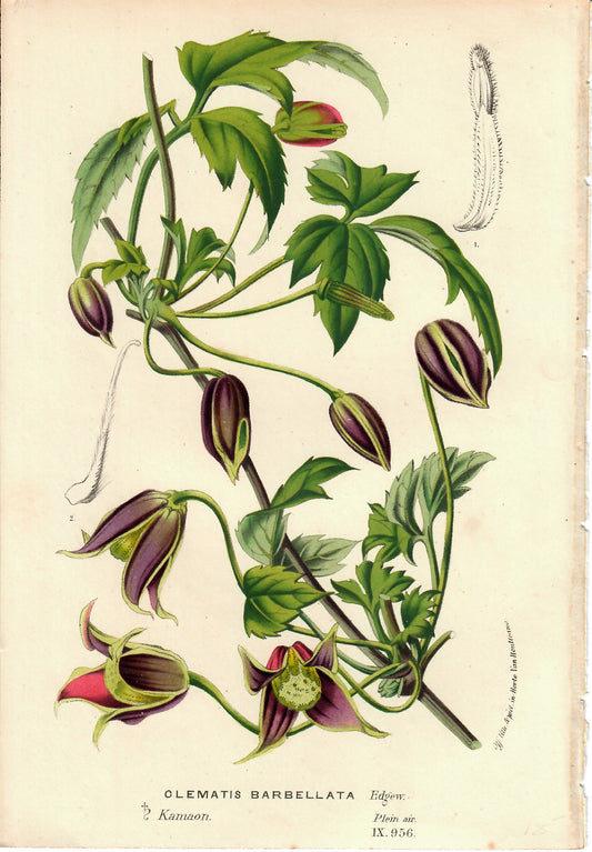 Purple and Pink Hand-Colored Botanical, Olematis Barbellata, Horto Van Houtteano, c. mid 1800s