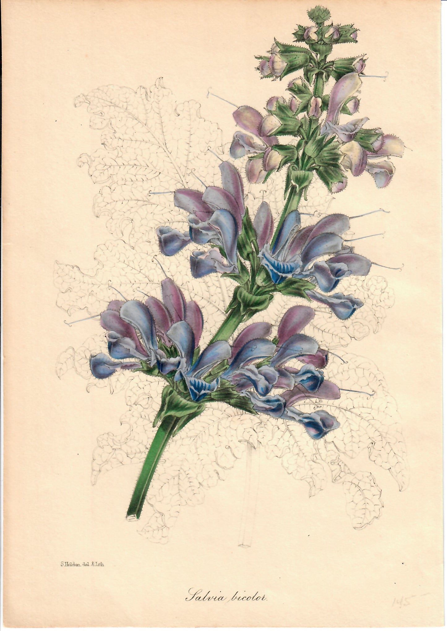 Tricolor Hand-Colored Botanical, Salvia Tricolor, S. Holden, c. mid-1800s