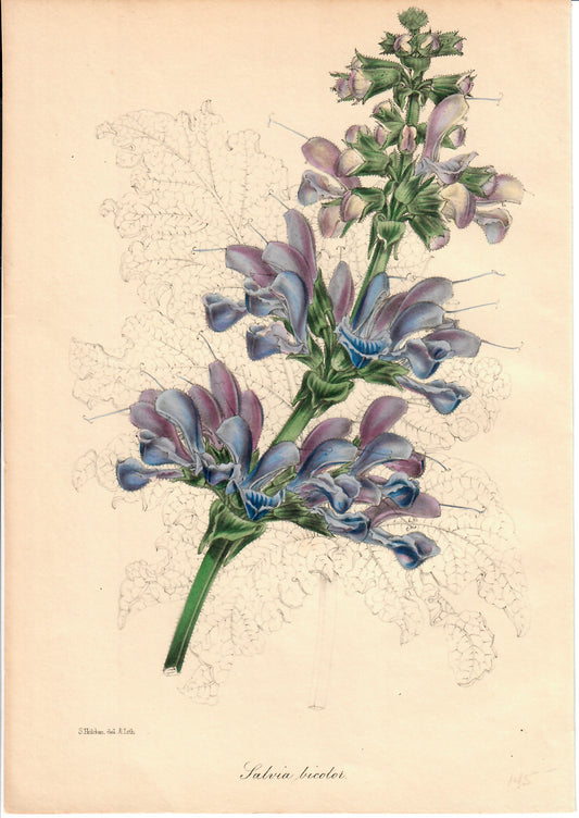 Tricolor Hand-Colored Botanical, Salvia Tricolor, S. Holden, c. mid-1800s