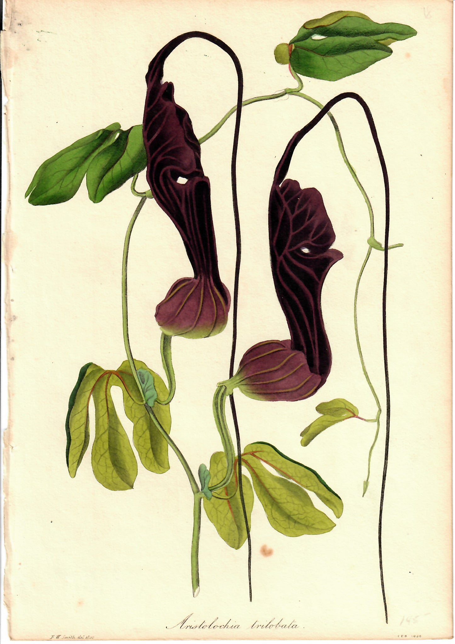 Dark Mauve Hand-Colored Botanical, Aristolochia Trilobata, F.W. Smith, 1836