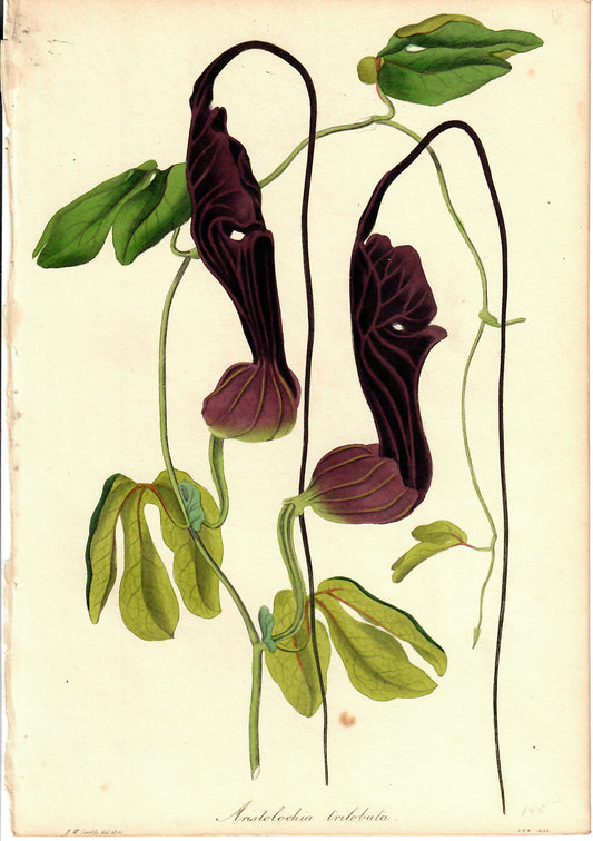 Dark Mauve Hand-Colored Botanical, Aristolochia Trilobata, F.W. Smith, 1836