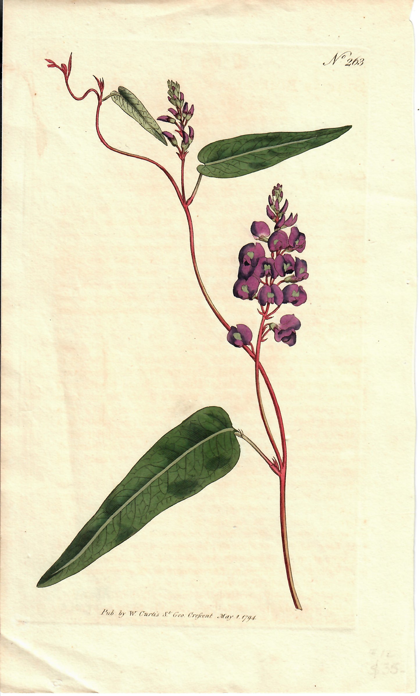 Purple Hand-Colored Botanical, 1794