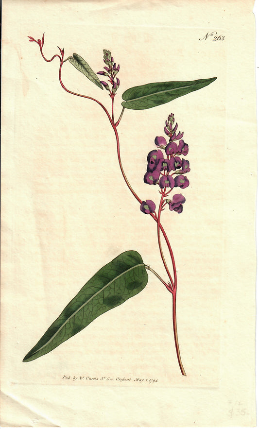 Purple Hand-Colored Botanical, 1794