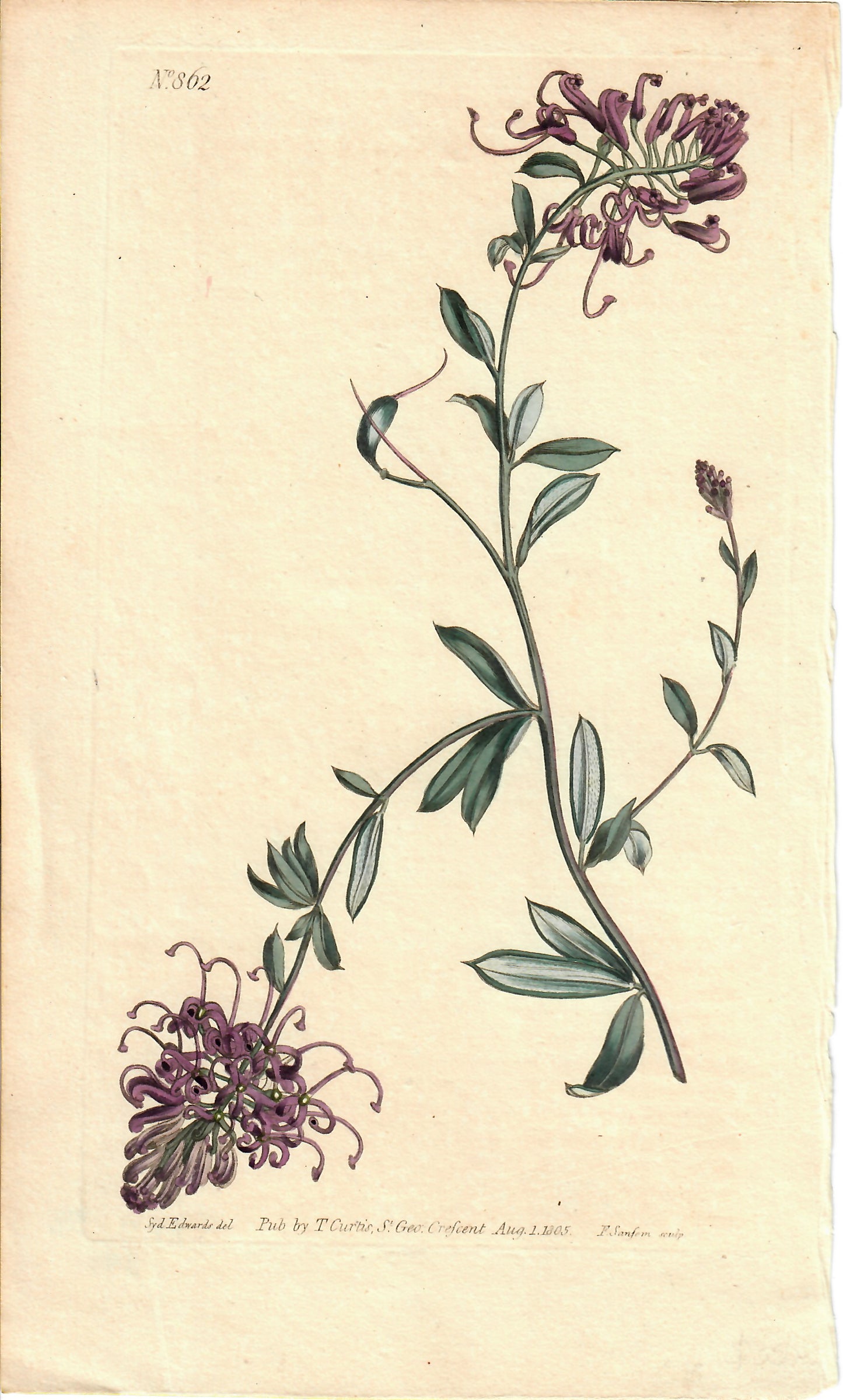 Purple Hand-Colored Botanical, Syd Edwards, 1805
