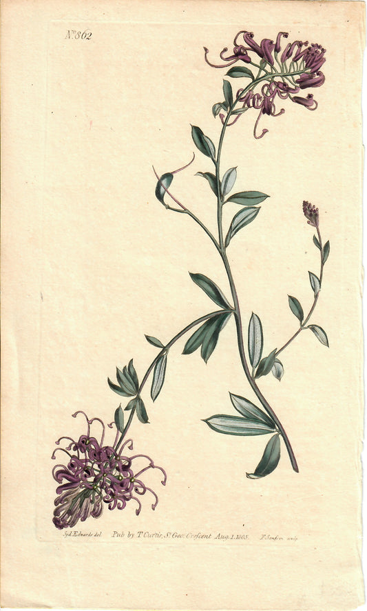 Purple Hand-Colored Botanical, Syd Edwards, 1805