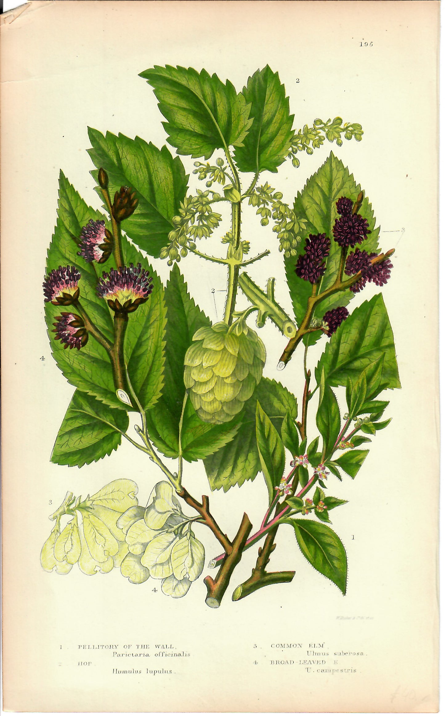 Purple Hand-Colored Botanical, W. Dickies, c. mid-1800s