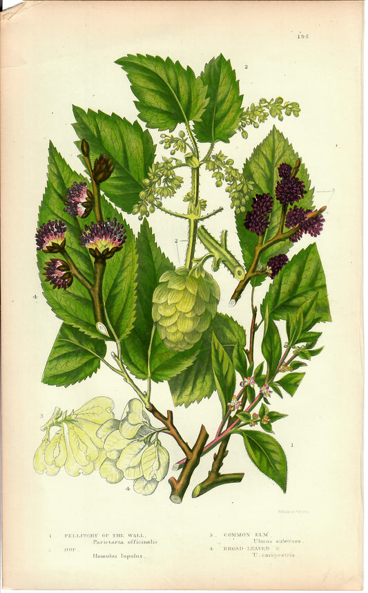 Purple Hand-Colored Botanical, W. Dickies, c. mid-1800s