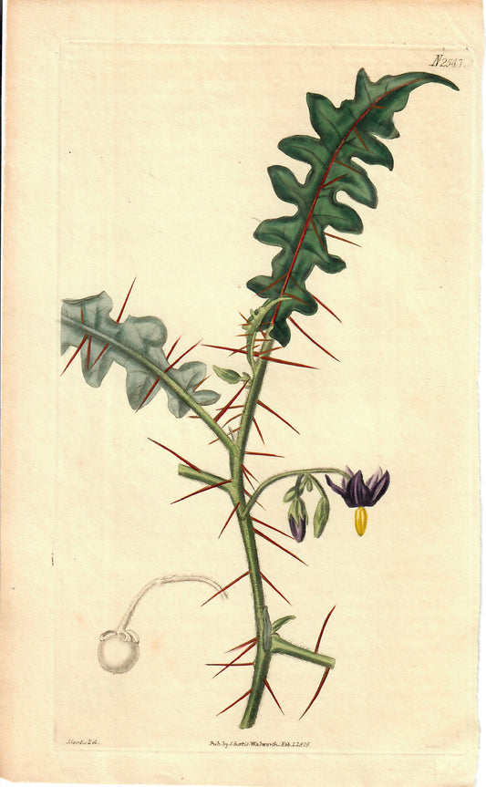 Purple and Yellow Hand-Colored Botanical, J. Curtis, 1825
