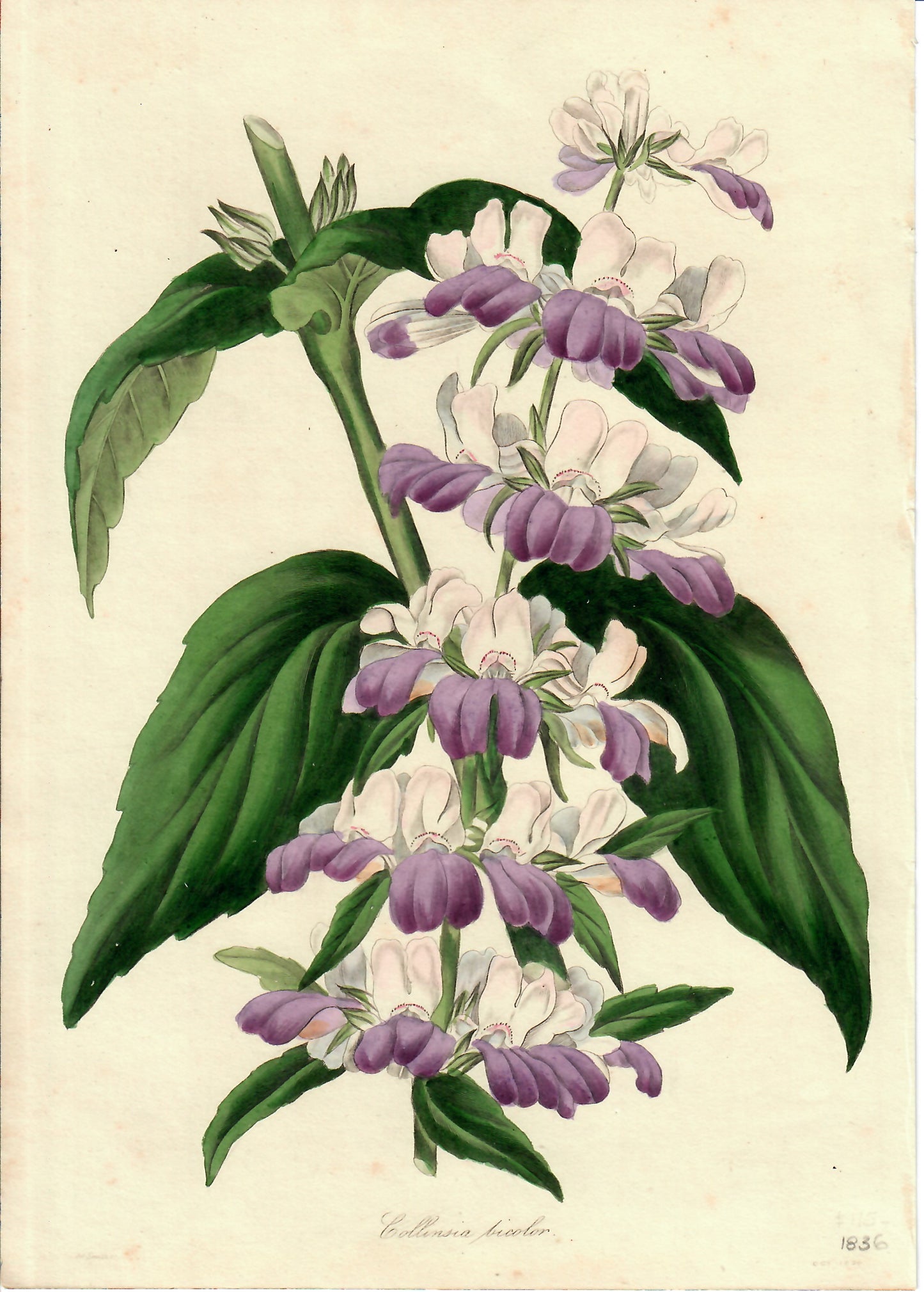 Purple and White Hand-Colored Botanical, Collinsia Tricolor, 1836