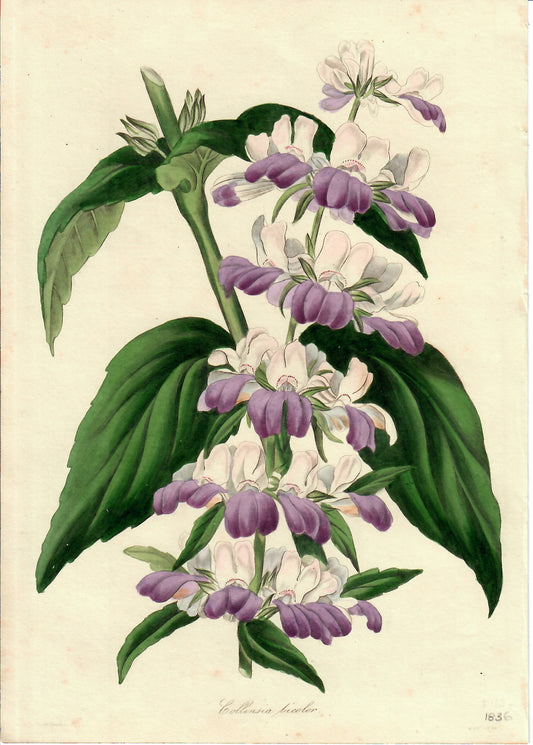 Purple and White Hand-Colored Botanical, Collinsia Tricolor, 1836