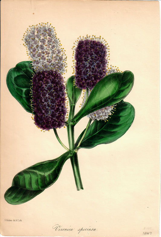 Purple Hand-Colored Botanical, Veronica Speciosa, S. Holden, 1847