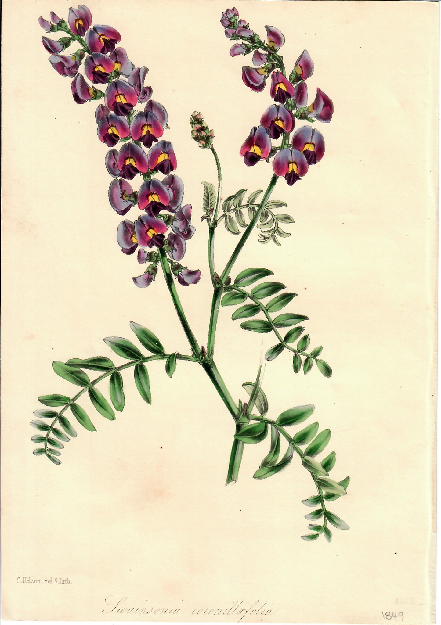 Purple Hand-Colored Botanical, Swainsonia Coronillafolia, S. Holden, 1849