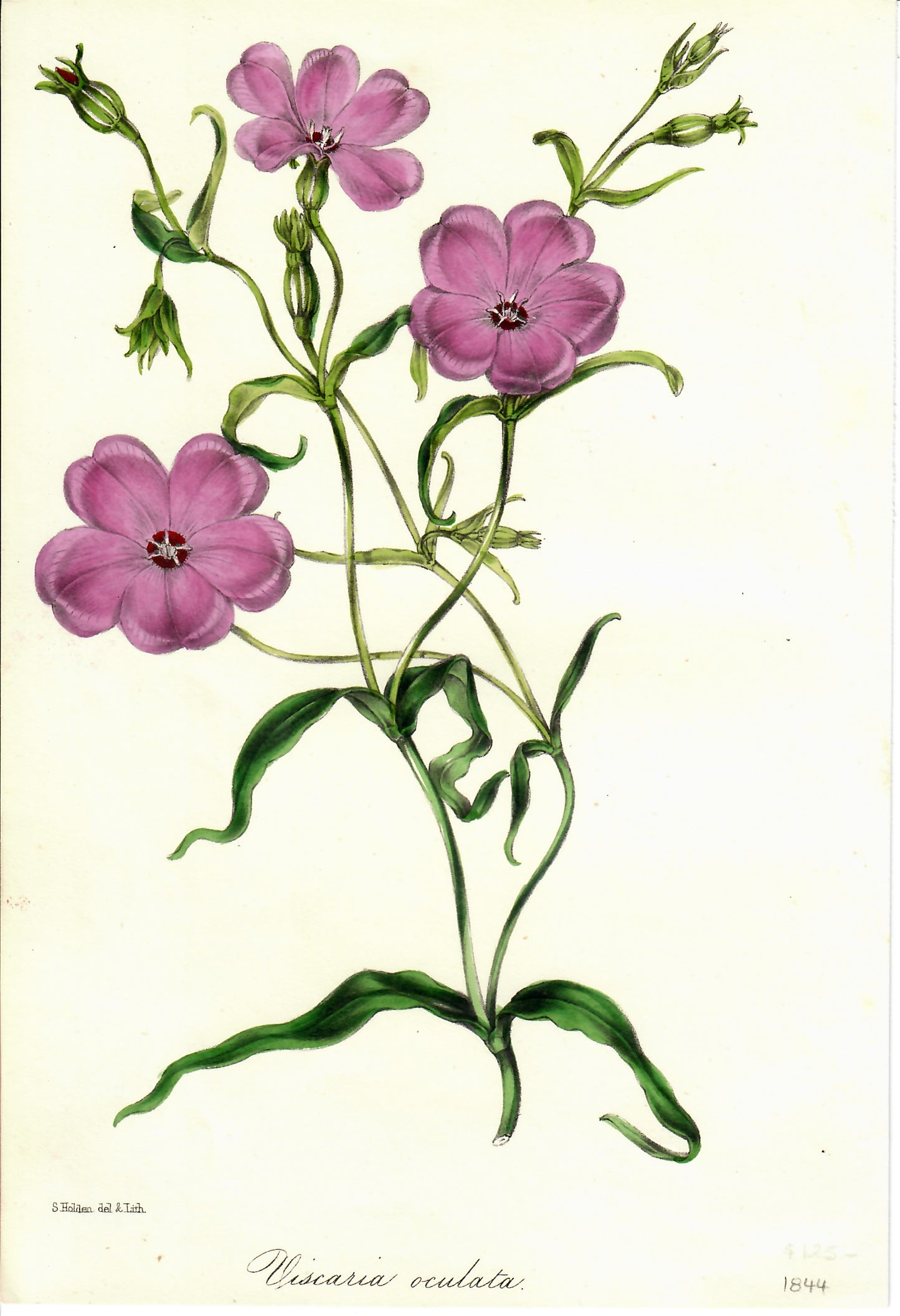 Purple Hand-Colored Botanical, Viscaria Oculata, S.Holden, 1844