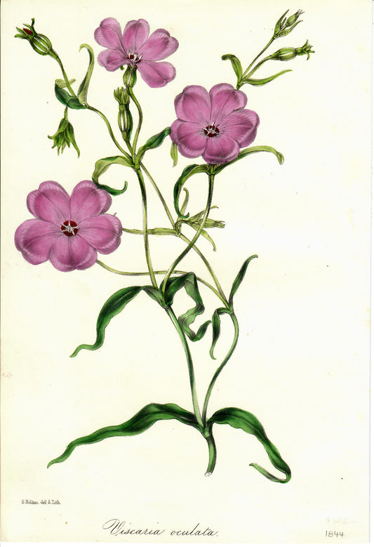 Purple Hand-Colored Botanical, Viscaria Oculata, S.Holden, 1844