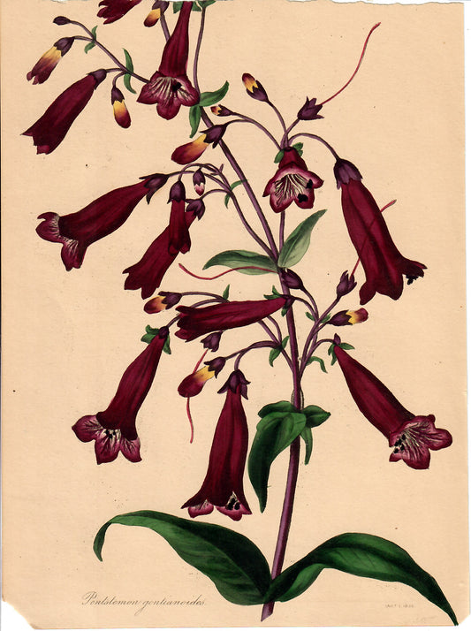 Purple Hand-Colored Botanical, Pentstemon Gentianoides, 1836