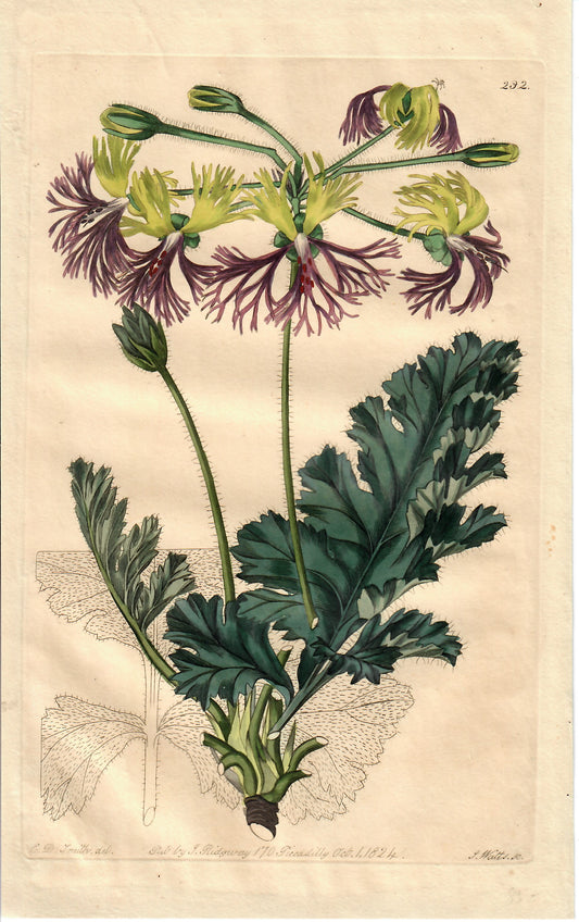 Purple Hand-Colored Botanical, E.D. Smith, 1824