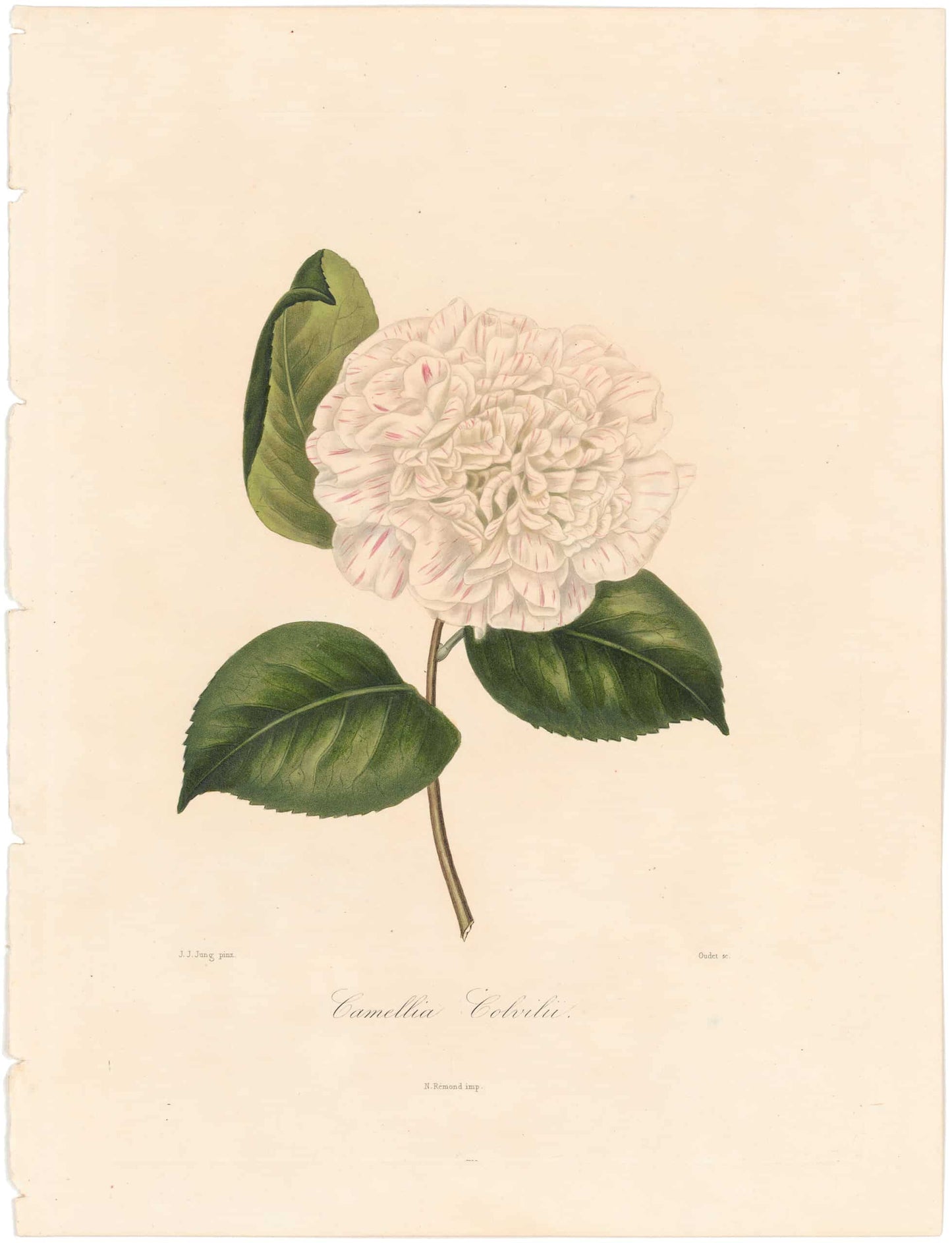 Berlese, Botantial: Camellias, Paeoniaeflora