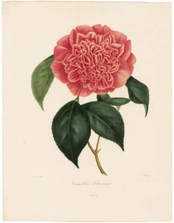 Berlese, Botantial: Camellias, Violacia superba