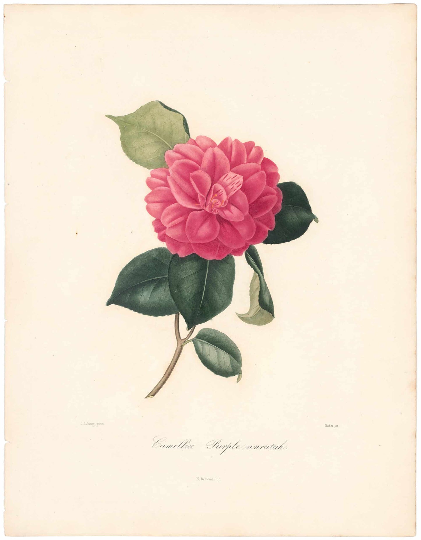 Berlese, Botantial: Camellias, Purple naratah