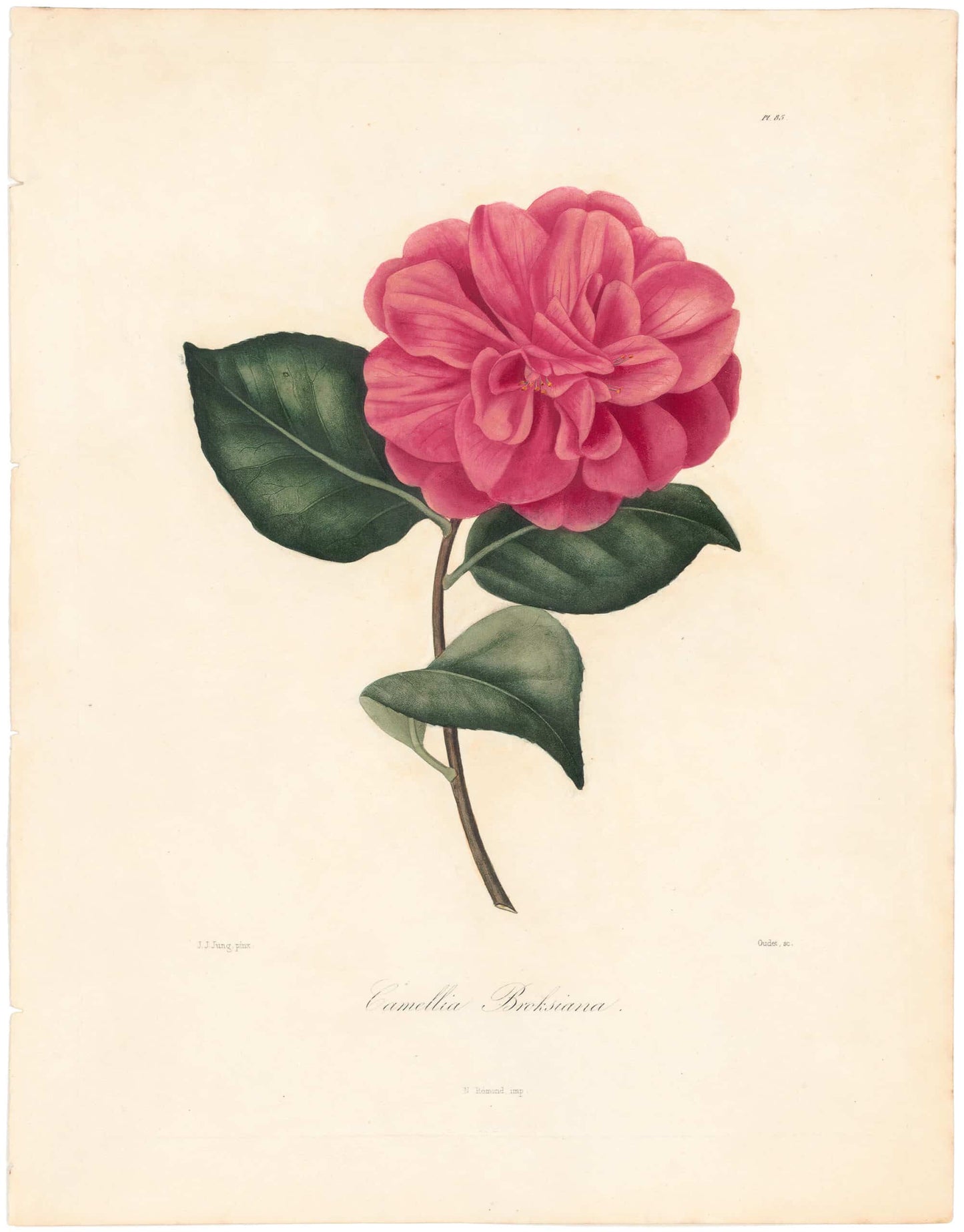 Berlese, Botantial: Camellias, Broksiana