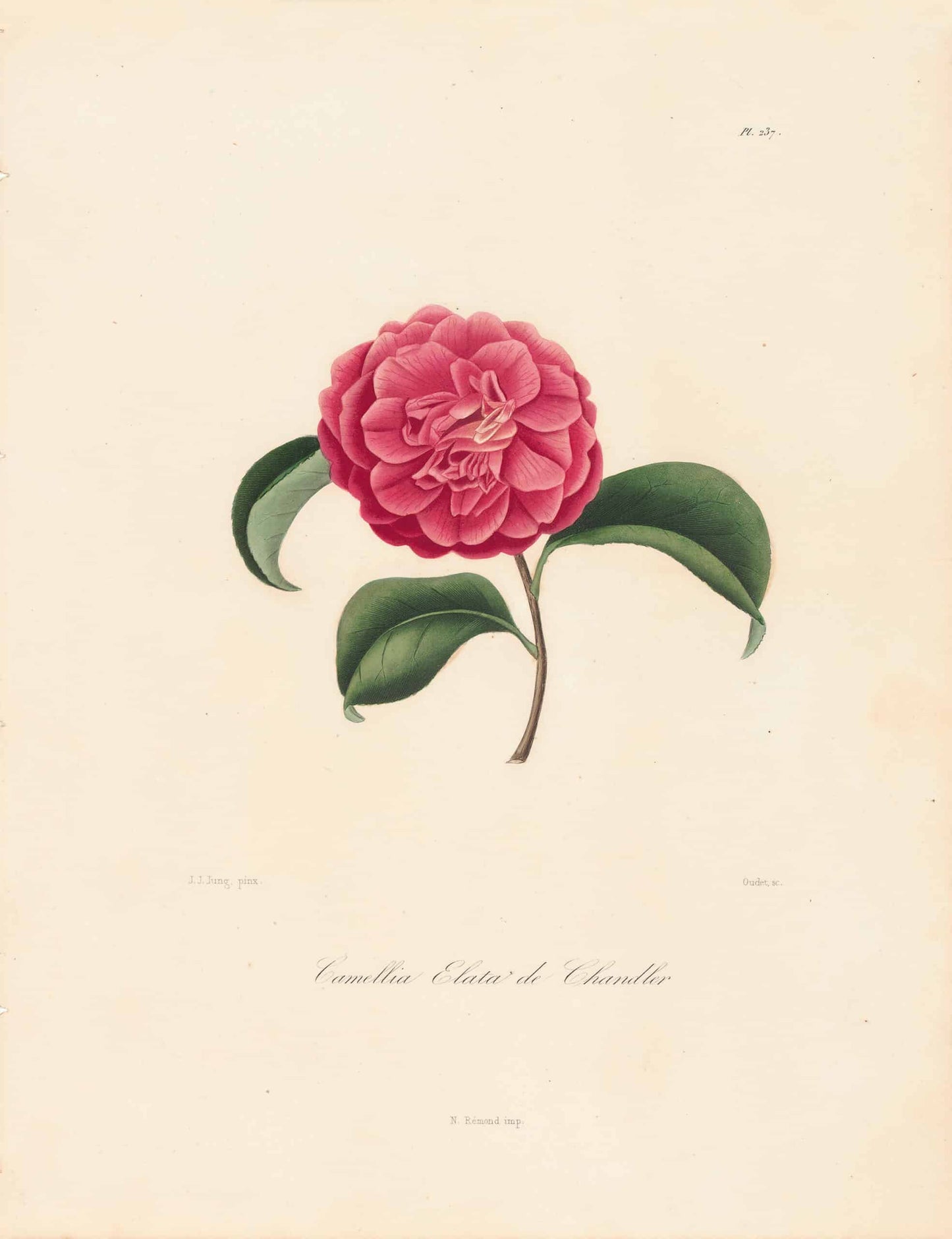 Berlese, Botantial: Camellias, Elata de Chandler