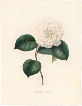 Villon, IG. LecBerlese, Botantial: Camellias, Amiriihevallier-Chevignard, Porcelain Vases & DinnerwarenteriorVillon, Interior & Furniture, Bureau & Furniture, Bureau