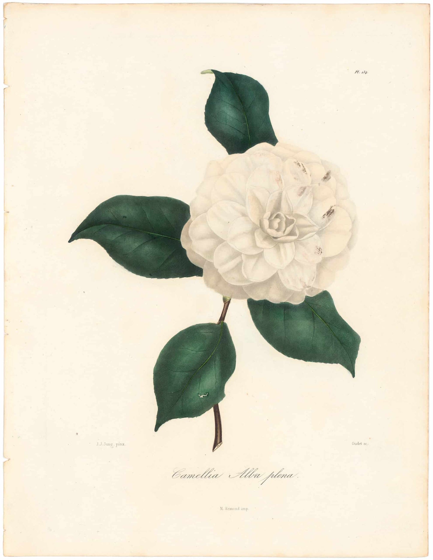 Berlese, Botantial: Camellias, Alba nova