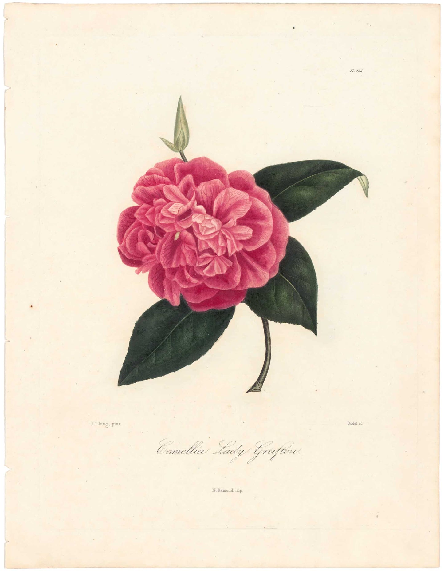 Berlese, Botantial: Camellias, Lady Tefton