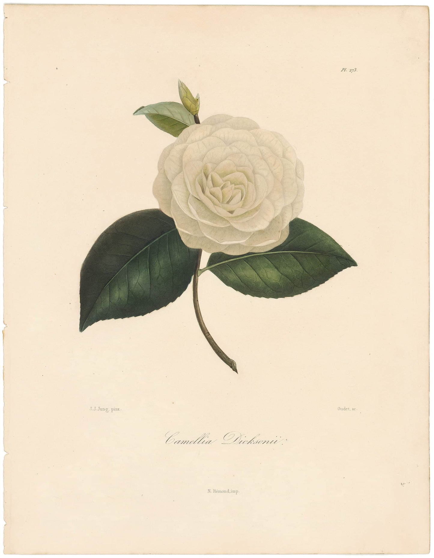 Berlese, Botantial: Camellias, Dicksonii