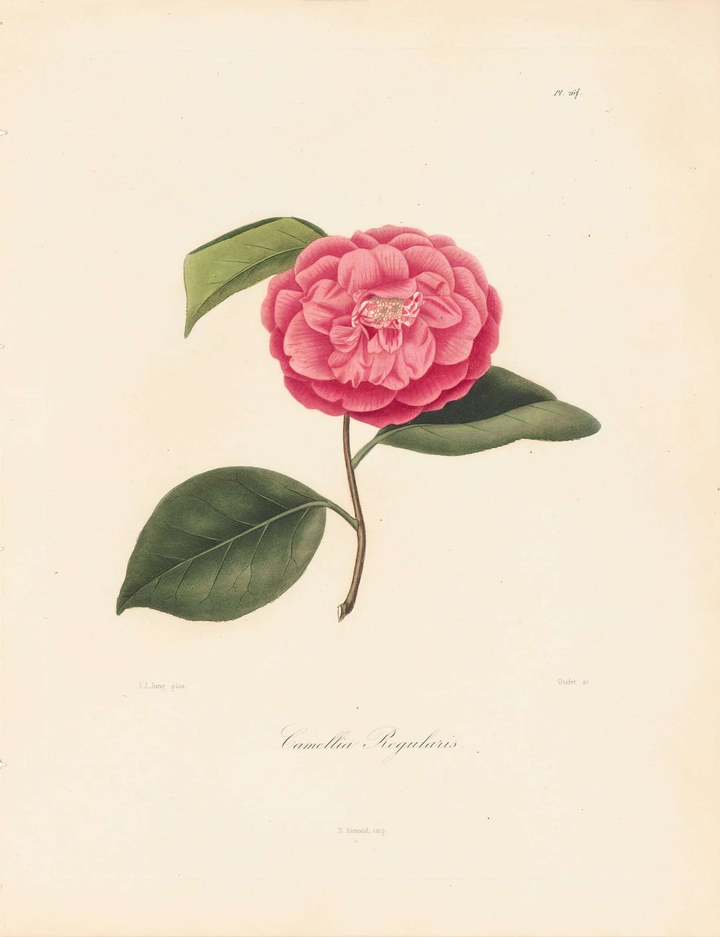 Berlese, Botantial: Camellias, Regularis