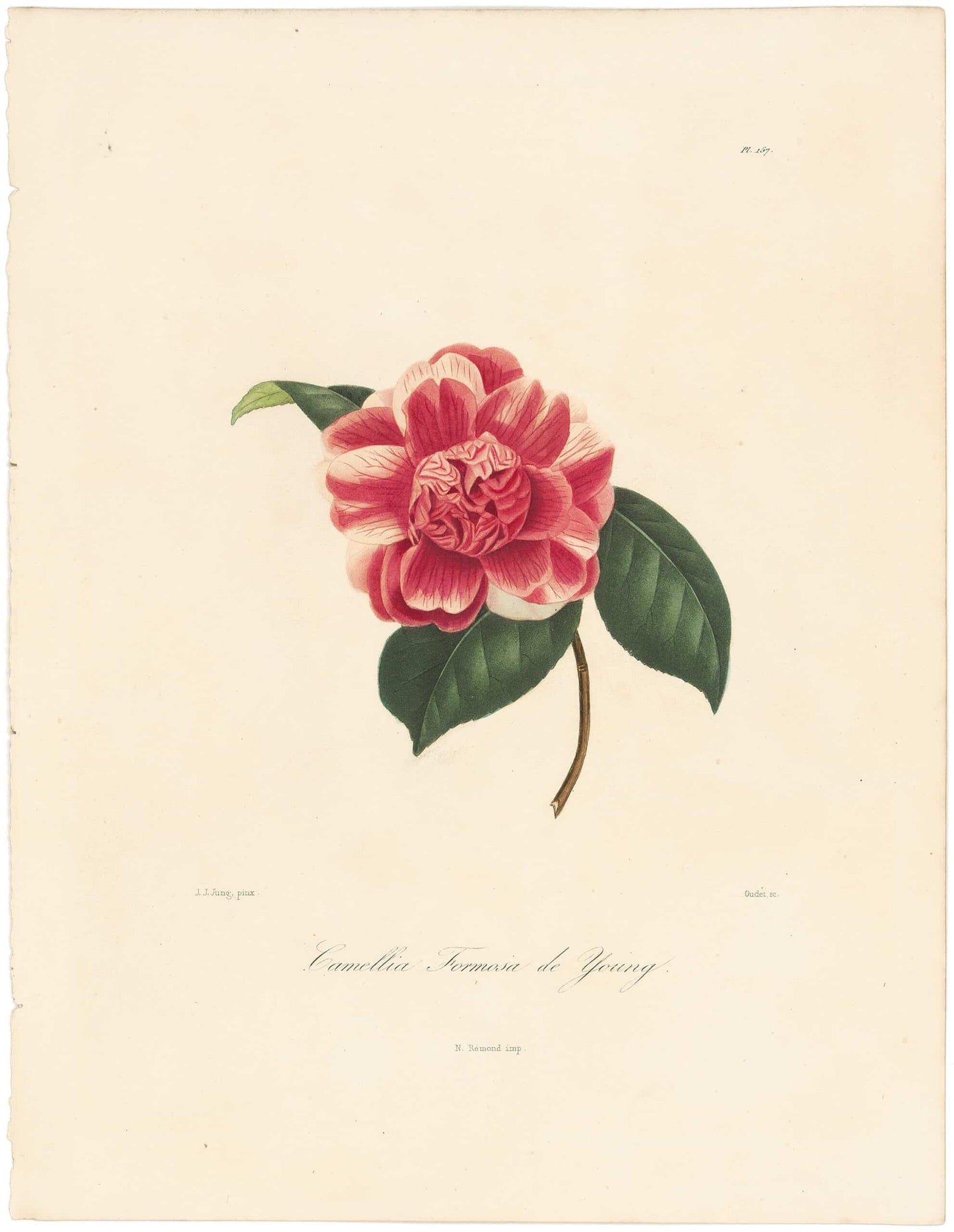 Berlese, Botantial: Camellias, Formosa de Young