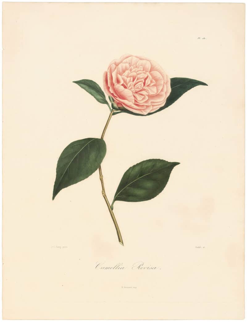 Berlese, Botantial: Camellias, Revisa